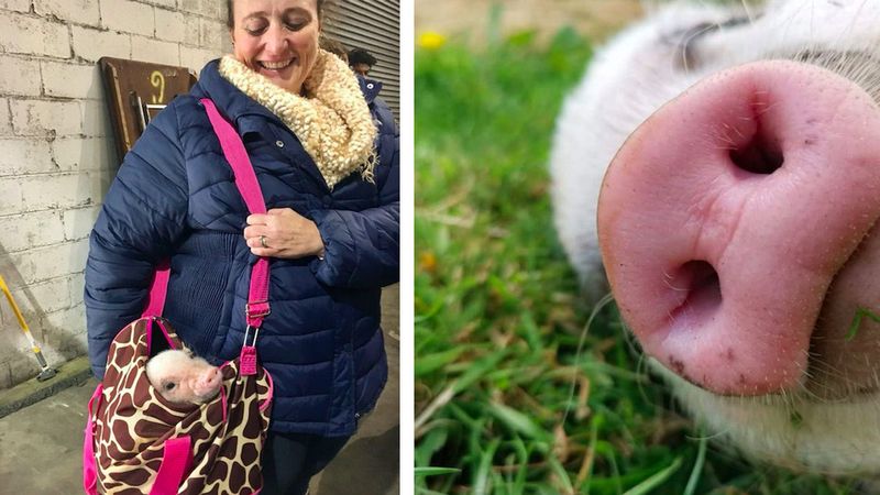 19 uroczych chrum-chrumek, które sprawią, że natychmiast będziesz chciał adoptować świnkę