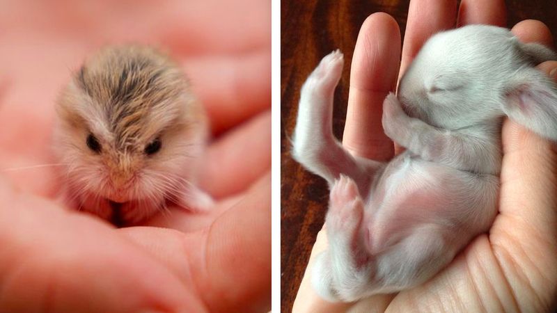 16 maleńkich zwierzątek, które ściskają za serca nas wszystkich