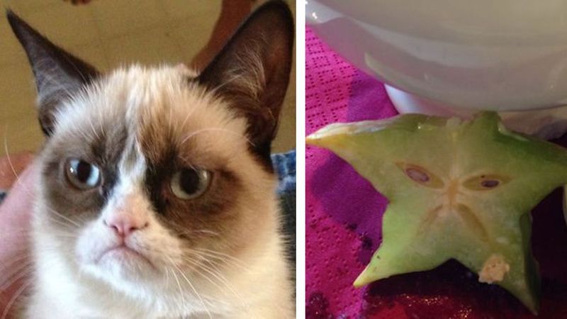 15 zdjęć udowadniających, że koty są mistrzami naśladownictwa