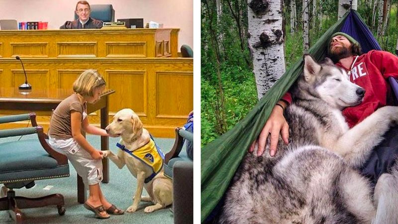 19 wzruszających zdjęć udowadniających, że nic nie jest silniejsze niż psia wierność