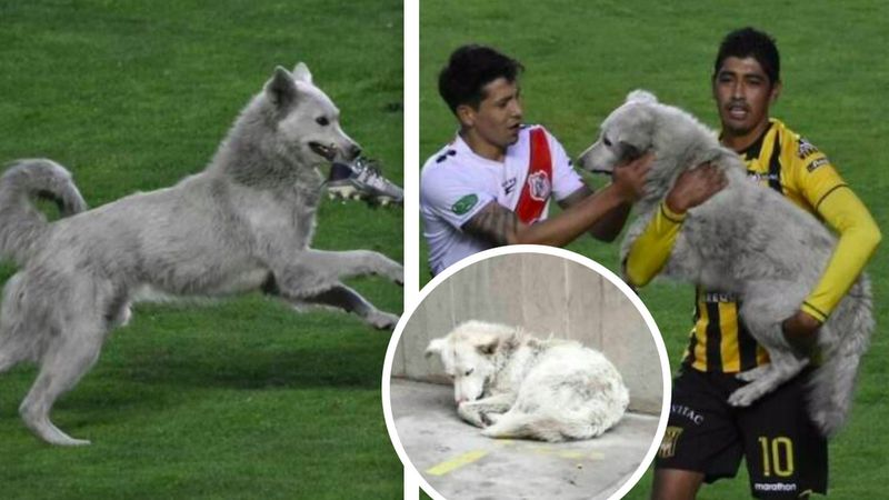 Bezdomny pies przerywa mecz piłki nożnej. Urocza historia szybko zamienia się w dramat