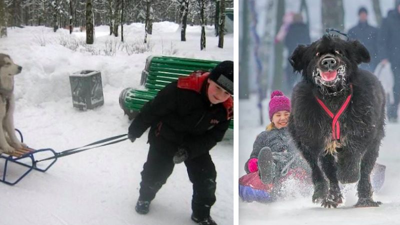 20 najlepszych zdjęć psów na śniegu. Kochają zimę!