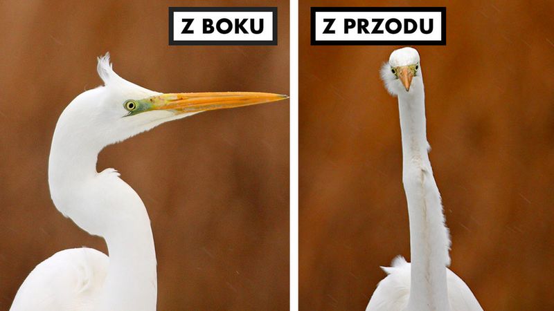30 zdjęć udowadniających, że ptaki z przodu i z boku wyglądają zupełnie inaczej