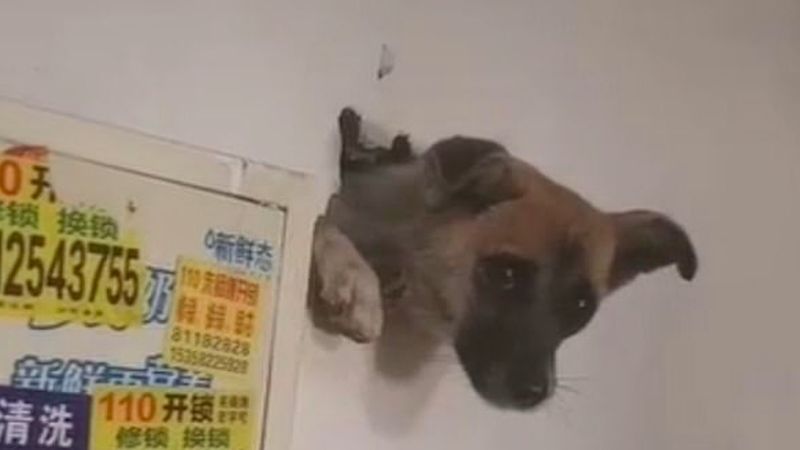 Wstrząsające odkrycie w jednym z domów. Pies uwięziony był w ścianie