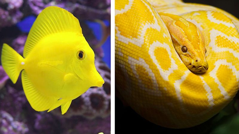 15 najbardziej oszałamiających żółtych zwierzaków świata