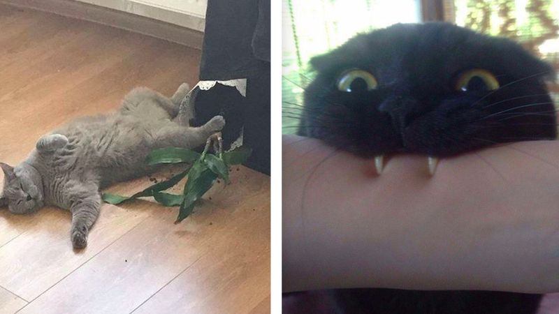 20 zdjęć przedstawiających dziwne nawyki kotów. Zna je każdy miłośnik kotów