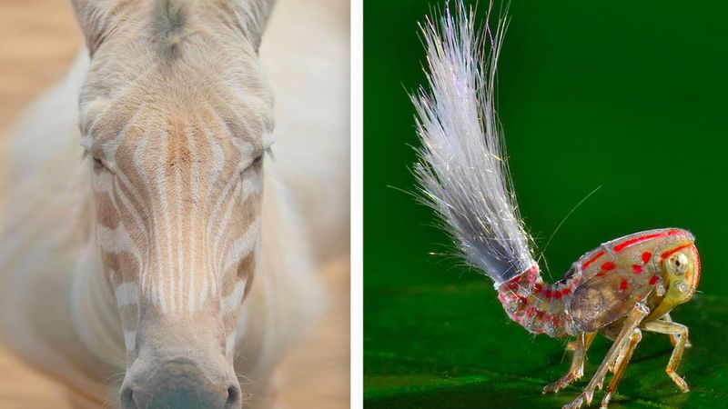 20 zwierząt, które Matka Natura tworzyła w weekendy. Ale zaszalała!