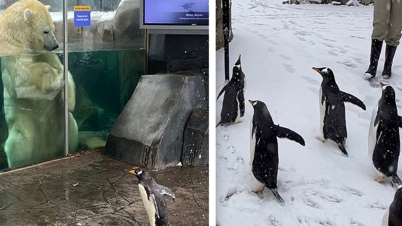 Podekscytowane pingwiny zwiedzają puste ZOO, które zamknięto z powodu burzy śnieżnej