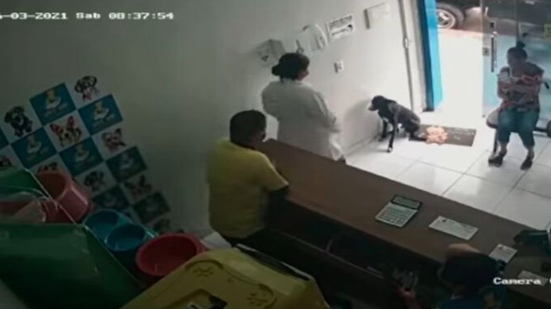 Bezdomny pies wchodzi do lecznicy i błaga o pomoc. Poruszające wideo z monitoringu