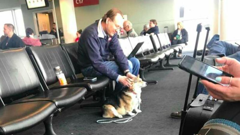 Corgi o wielkim sercu widzi mężczyznę na lotnisku i od razu wie, że potrzebuje wsparcia