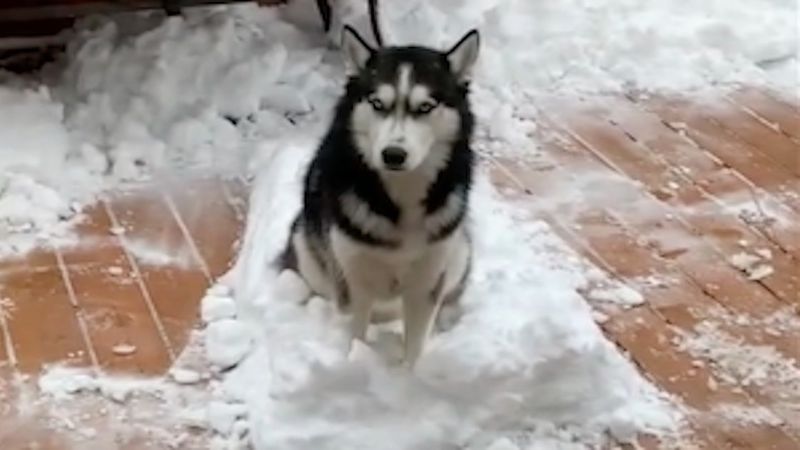 Husky mający obsesję na punkcie śniegu nie pozwala go sprzątnąć sprzed domu