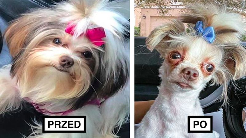 20 ludzi, którzy po wizycie u fryzjera otrzymali zupełnie innego psa