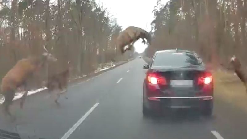 Stado jeleni rzuca się na rozpędzone BMW. Tragedię nagrała kamerka samochodu