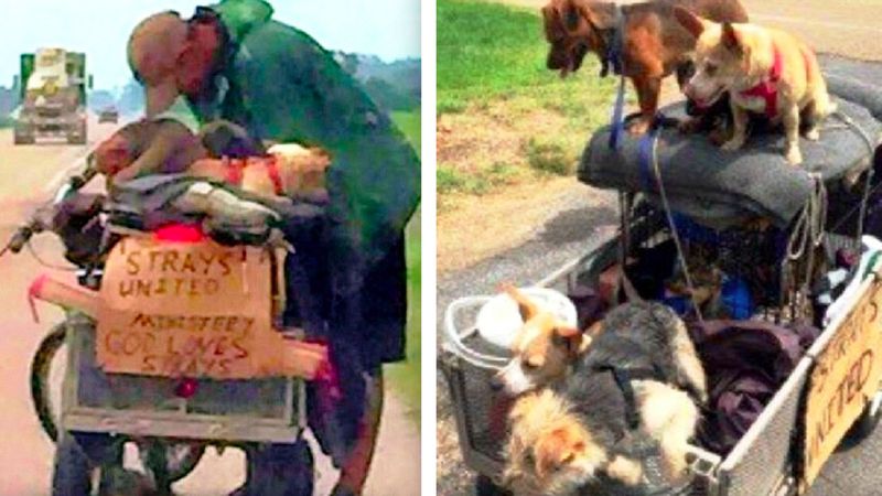 „Zobaczyłam bezdomnego pchającego wózek pełen psów i zatrzymałam się, aby poznać jego historię”