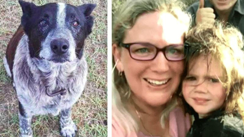 Niewidomy i niesłyszący pies uratował dziewczynkę, która zaginęła w lesie