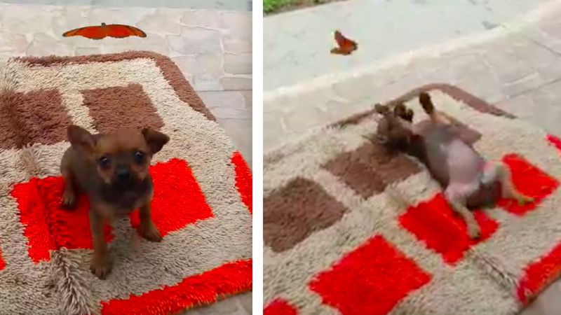 Malutki szczeniaczek przeżywa cudowną chwilę z przyjaznym motylem