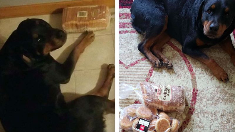 Ten pies czuwa nad chlebem swojej rodziny, kiedy ich nie ma lub gdy śpią