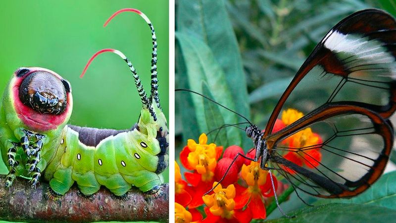 Matka Natura była w mocno twórczym nastroju, kiedy tworzyła te 13 owadów