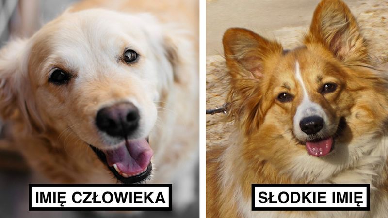 Imię zwierzaka zdradza wiele o jego właścicielu. Co świadczy o Tobie?