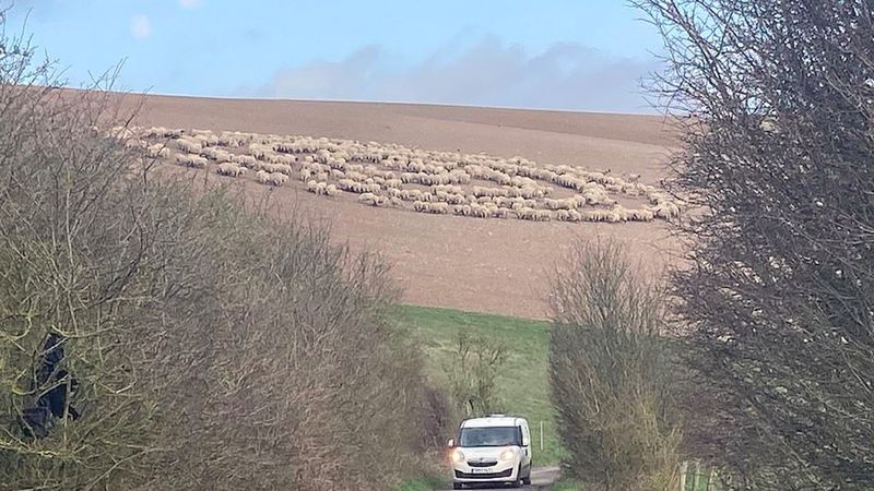 Kilkaset owiec stanęło w tajemniczym kręgu. Dziwne zjawisko w Anglii