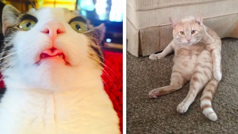 18 fotek, które dowodzą, że koty to największe dziwaki na tej planecie