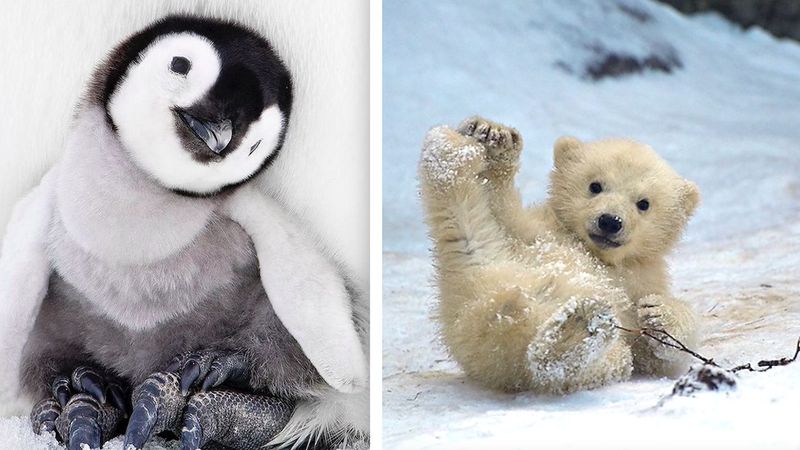 25 polarnych zwierzątek, które ogrzewają serca nawet w ekstremalnie niskich temperaturach