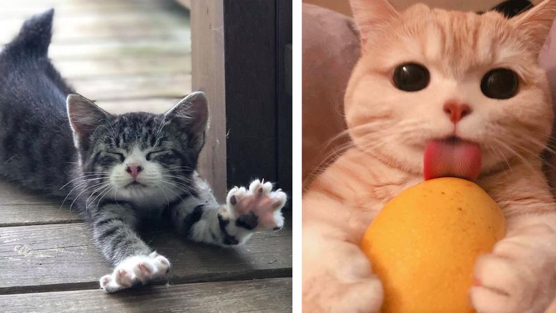 19 kociaków, które potrafią uleczyć zdrowie i duszę z wszelkich smutków