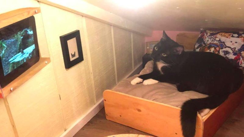 Przekształcił nieużywaną przestrzeń za ścianą w wyjątkowy pokój dla kota