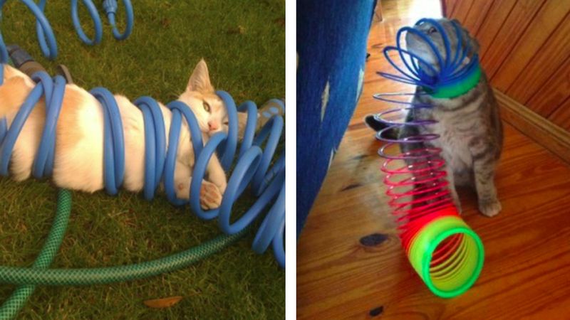 15 kotów, które dały ciała, ale w możliwie najbardziej zabawny sposób