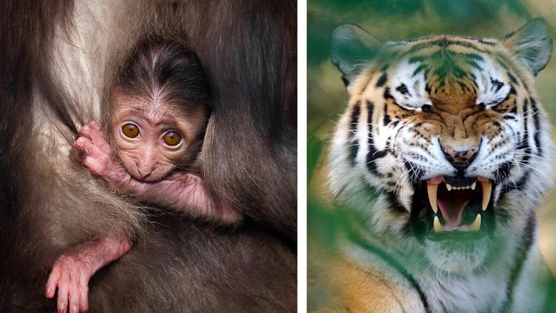Przez 15 lat fotografował dzikie zwierzęta, a oto jego 30 najlepszych zdjęć