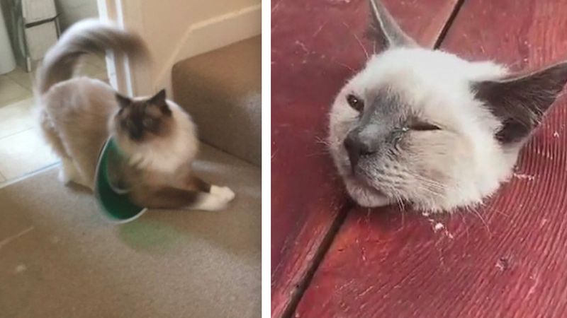 13 pechowych kotów, które dokonały najgorszych wyborów życiowych