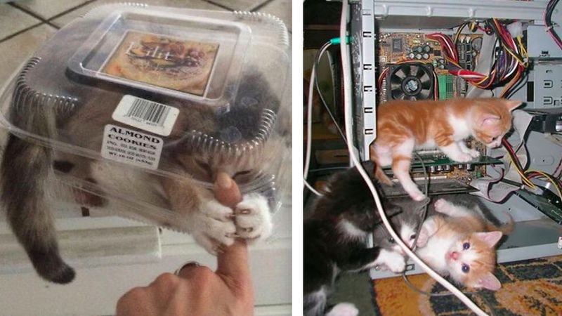 30 zdjęć kotów w miejscach, w których nigdy nie powinny się znaleźć
