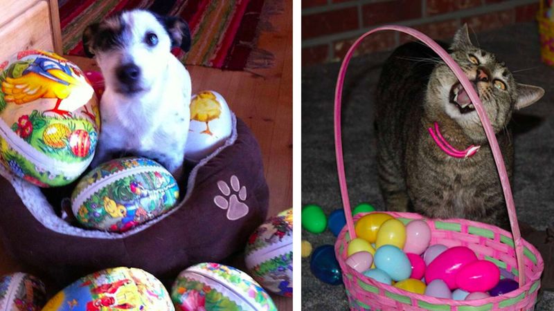 16 zwierząt, które spędzają przedziwną Wielkanoc
