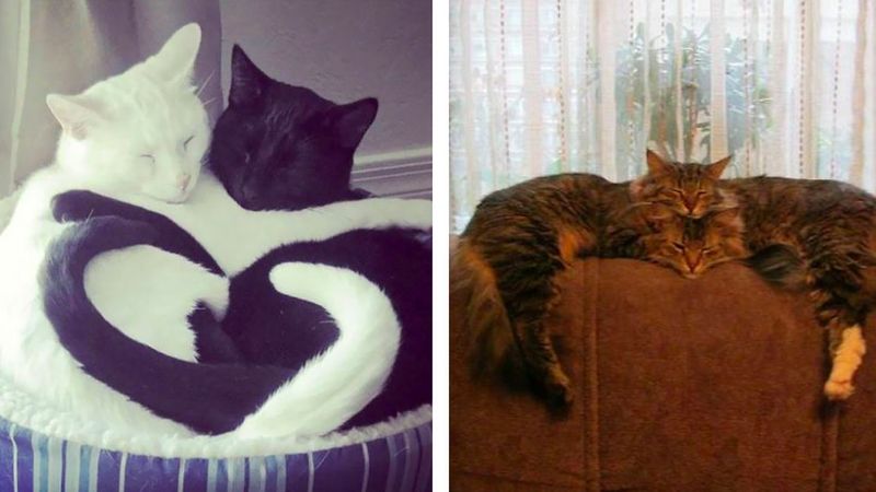 30 razy, kiedy ludzie przyłapali swoje koty śpiące w przedziwnych pozycjach