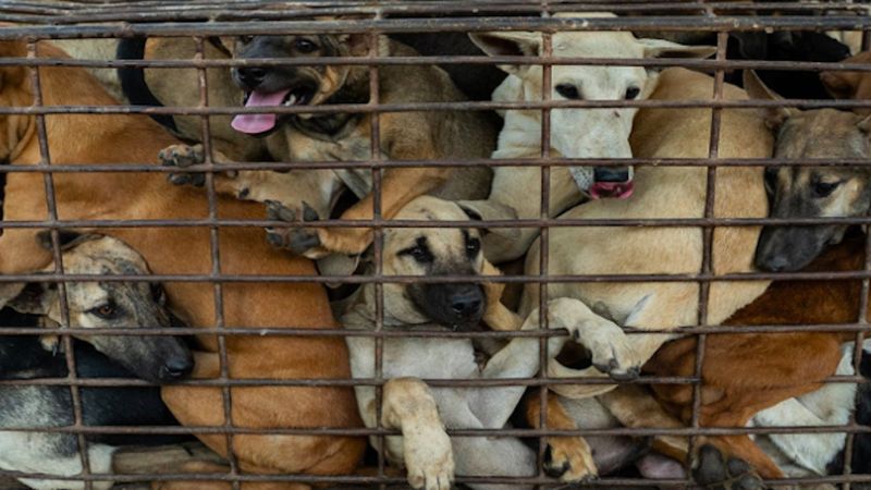 61 psów, ściśniętych w malutkich klatkach, zostało uratowane w drodze do rzeźni