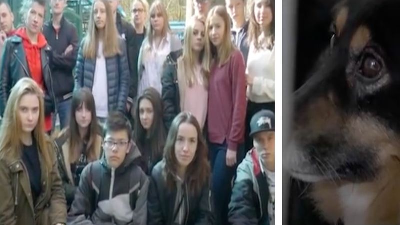 Polska młodzież nagrała wzruszającą piosenkę, aby pomóc starszym psom ze schroniska