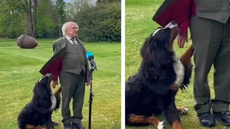 Pies prezydenta Irlandii skrada show podczas udzielanego wywiadu. „No dalej, baw się ze mną!”