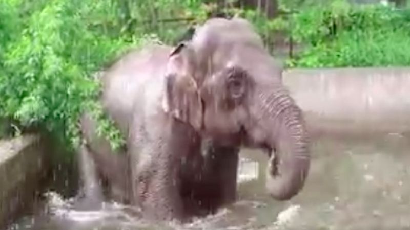 Pracownicy wrocławskiego ZOO zarejestrowali niecodziennie zachowanie słonia podczas ulewy