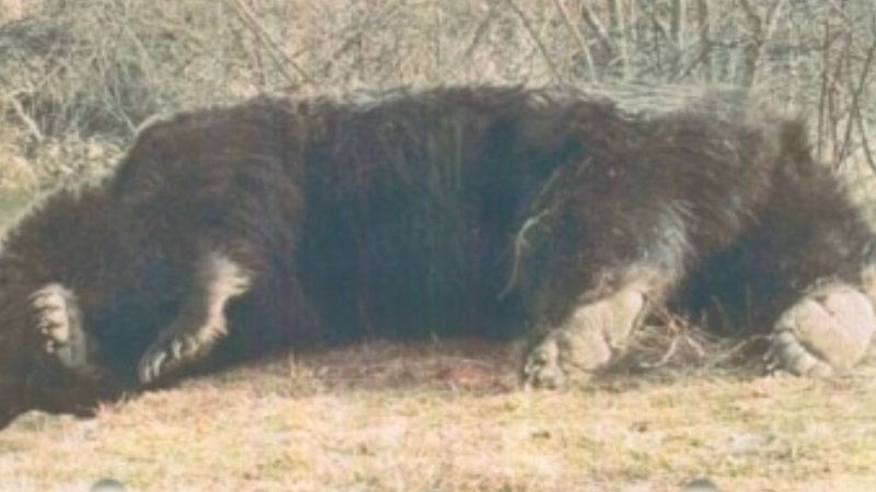 Nie żyje prawdopodobnie największy niedźwiedź brunatny w UE. O śmierć oskarżono znanego księcia