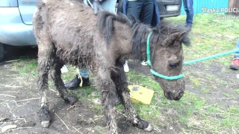 Szokująca interwencja na posesji w Rudzie Śląskiej. Widok, który mrozi krew w żyłach