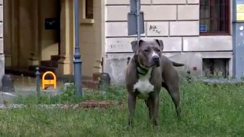Łódź: Agresywny pies sieje strach wśród mieszkańców. Właściciel nie zamierza zapiąć go na smycz