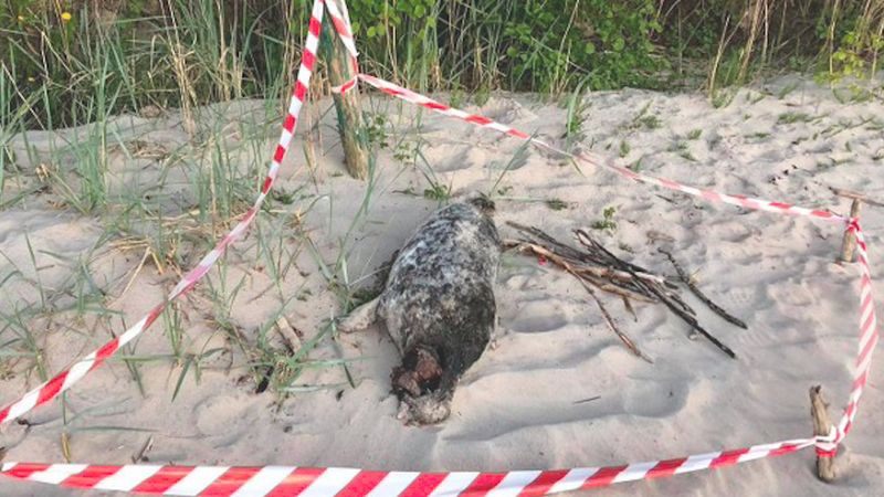 Dantejskie sceny nad Bałtykiem. Odnaleziono 35 martwych fok