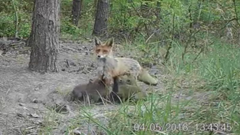 Poleski Park Narodowy: Leśna kamera uchwyciła przeuroczą chwilę lisicy i jej dzieci