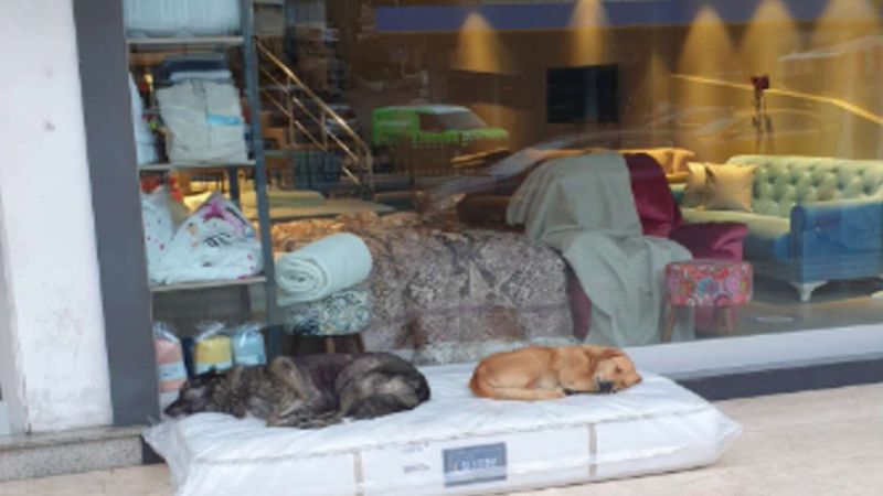 Sklep meblowy wystawia materac, aby bezdomne psy miały wygodne miejsce do spania