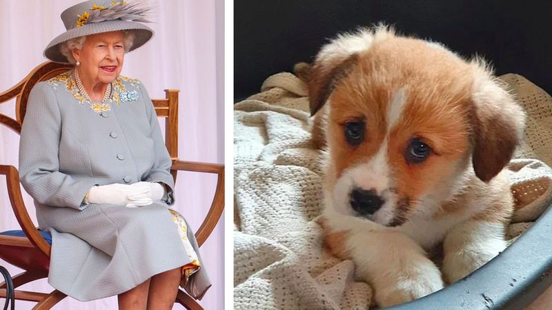 Królowa Elżbieta otrzymała w prezencie nowego psa. „Jest całkowicie zachwycona!”