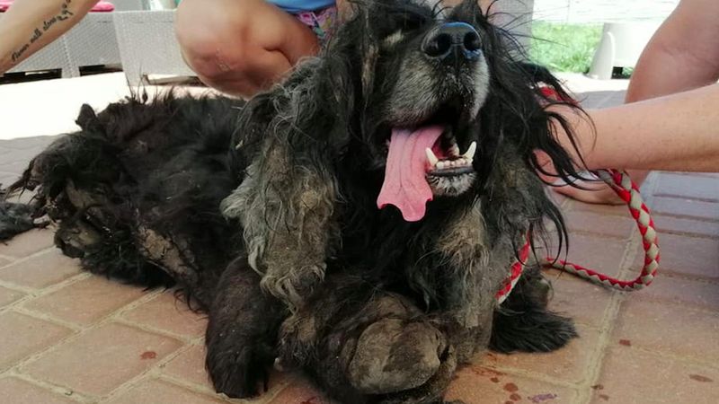 Woj.zachodnio-pomorskie: Skrajnie zaniedbany pies odebrany właścicielom. Dźwigał 2,5-kg pancerz