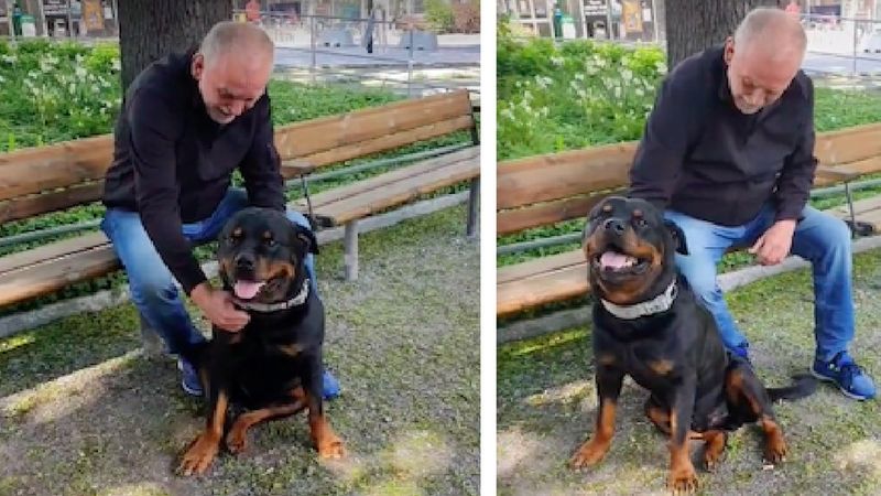 Rottweiler pociesza smutnego nieznajomego w parku, który niedawno stracił własnego psa