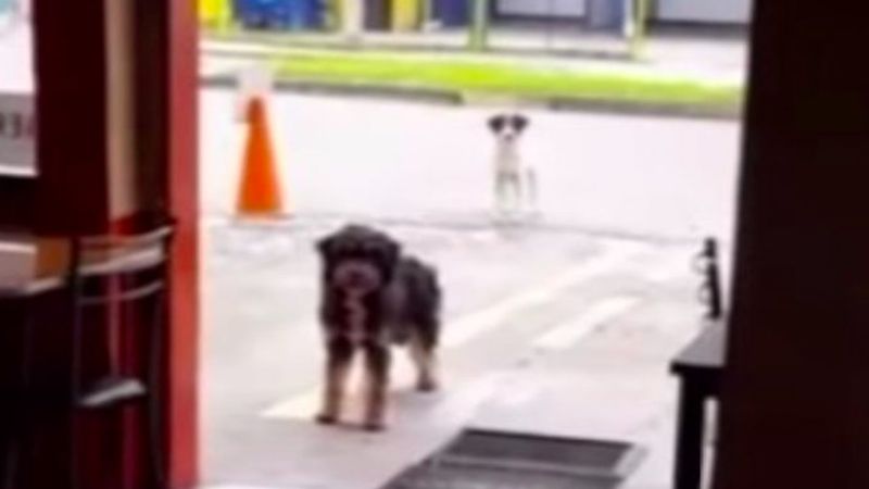 Bezdomny pies zabiera swojego głodnego przyjaciela do restauracji, w której był dokarmiany