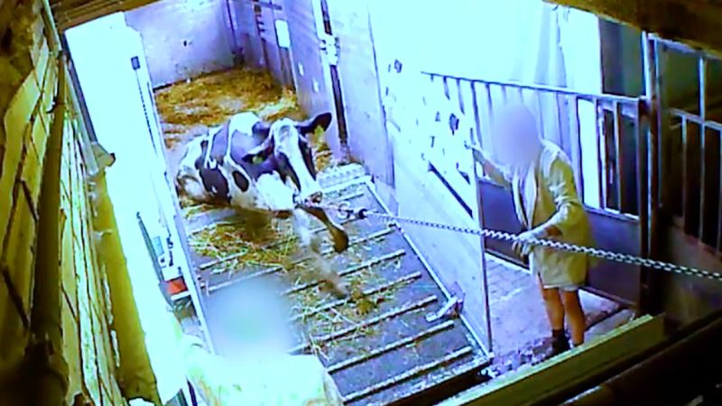 Wyciekł wstrząsający filmik ukazujący, jak traktowane są zwierzęta w jednym z zakładów mięsnych