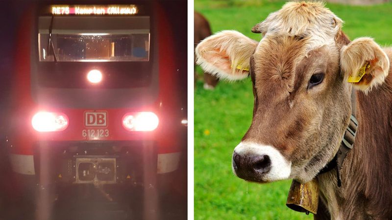Nowy trend wśród nastolatków doprowadził do tragicznej śmierci krowy na torach